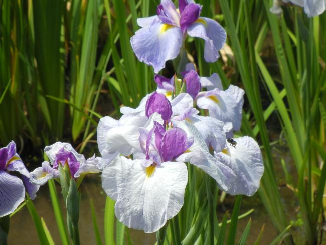 DSCN7242.JPG