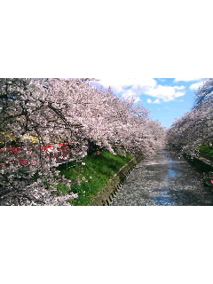 五条川桜１.jpg