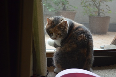 2012.5.1rose w3.jpg