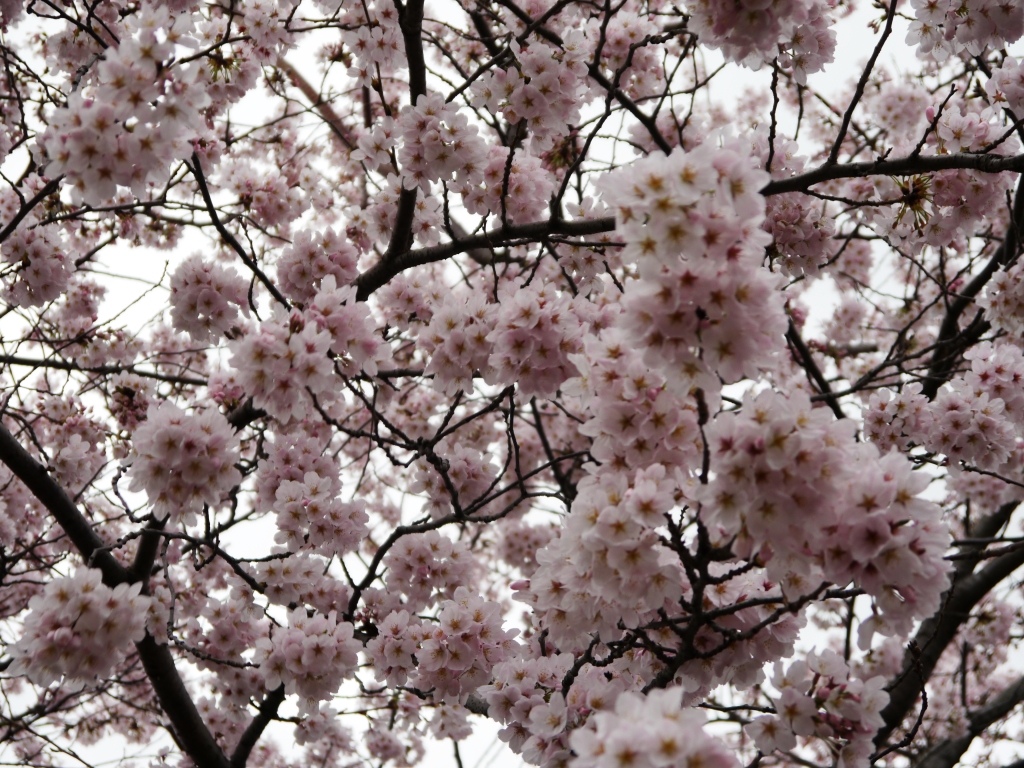 P1060742-.jpg