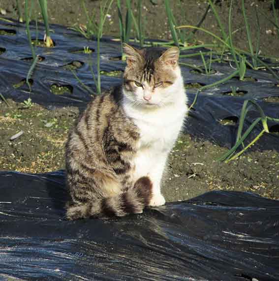 我が家のニャンコ♪2016/2/01-02