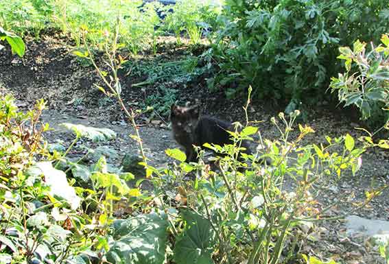 我が家のニャンコ♪2015/11/06-2