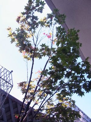 RIMG0951.jpg