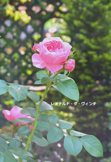 DSC_0415.JPG