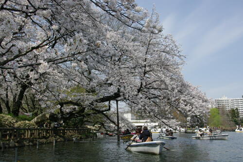 井の頭恩賜公園の桜