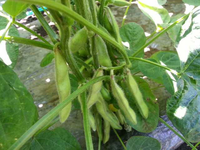 20160618枝豆.jpg