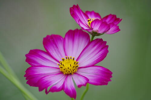 原っぱ西花畑のコスモス