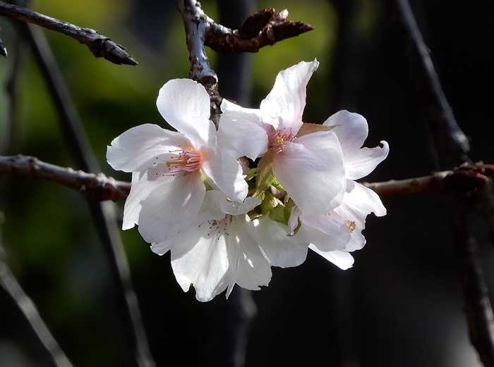 枝垂れ山桜6