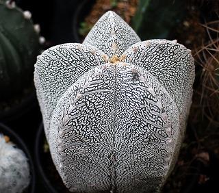 ヘキランストロンギなど植替とランポー類 | ☆ガマンマの ニク