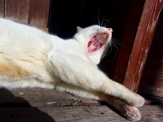 31日　猫あくび.jpg