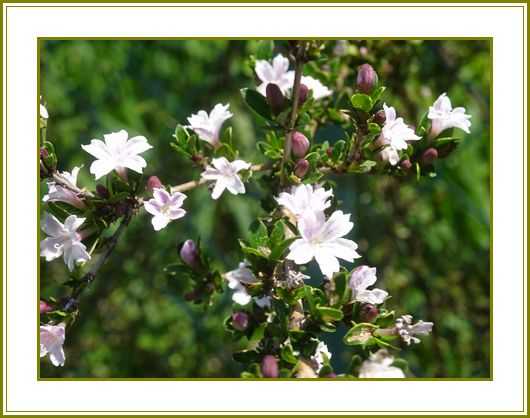 令和４年５月13日 白丁花夢は大空飛ぶ白鳥 花の歳時記 天南星の魅力 山野草 楽天ブログ