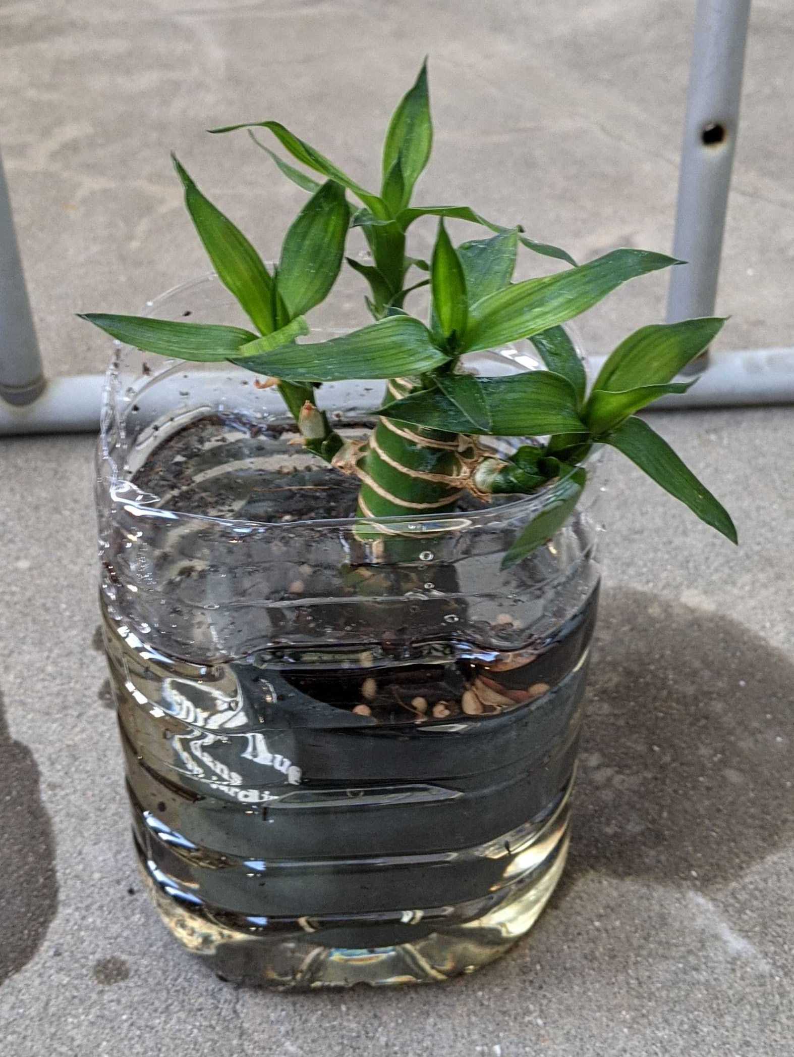 観葉植物に発生したコバエを何とかしたい こんなブログが役に立つかは読んでみないと分からない アラフォーパパの雑記ブログ 楽天ブログ