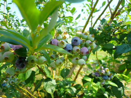 blueberry.jpg