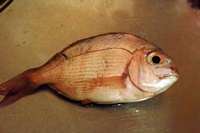 IMG010706.JPG