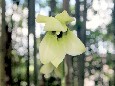 ウバユリの花-3