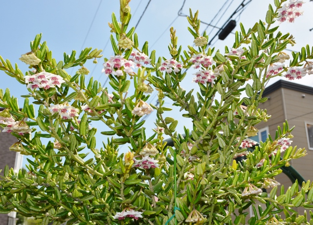 DSC_1321 (640x461).jpg