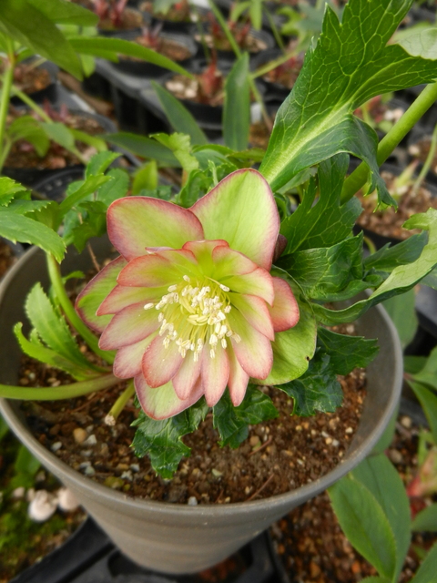 DSCN1085.JPG