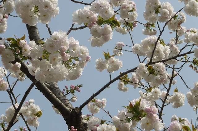 サトザクラ 里桜 シロタエ 白妙 バラ科サクラ属 里山ガーデンにて なんでもあり工房 のブログ 楽天ブログ