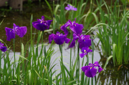 花菖蒲