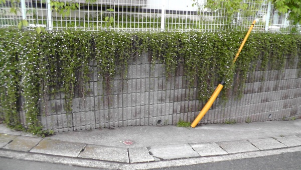 擁壁に垂れたイワダレソウの伸長と開花