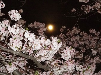 桜２.jpg