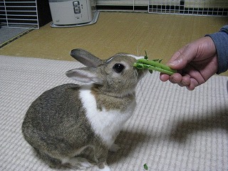 じいちゃんから大根葉