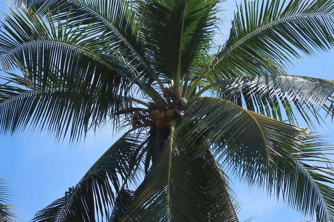 南国名物 ヤシの実の買い取りにまいりましたぁ Tropical East Timor ワニ通信 東ティモール 楽天ブログ