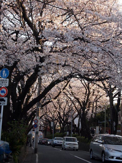 桜坂