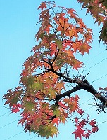 20151013モミジ-2