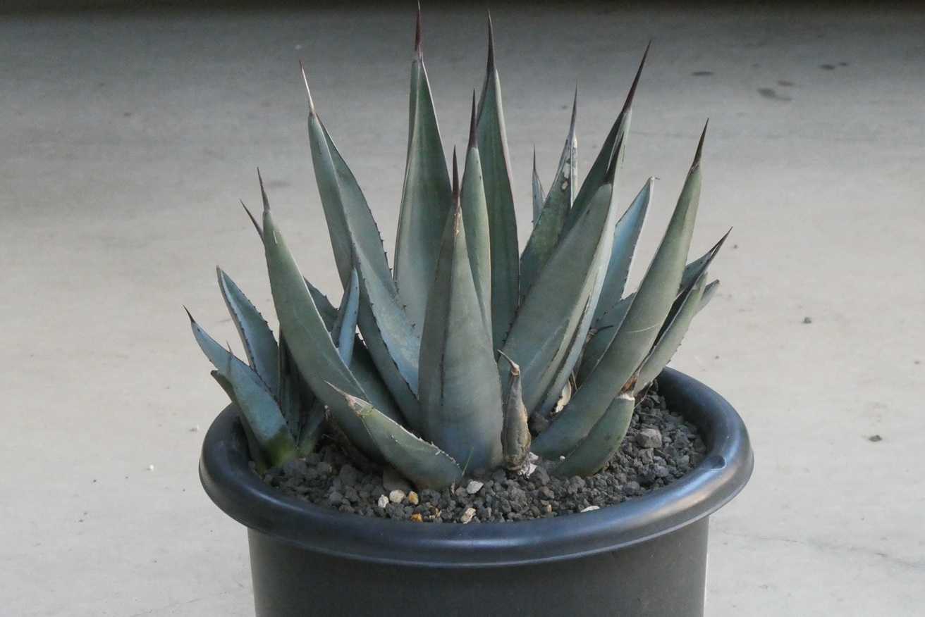 アガベ・シャークスキン(Agave sharkskin)～子株を外した | 小平太1098