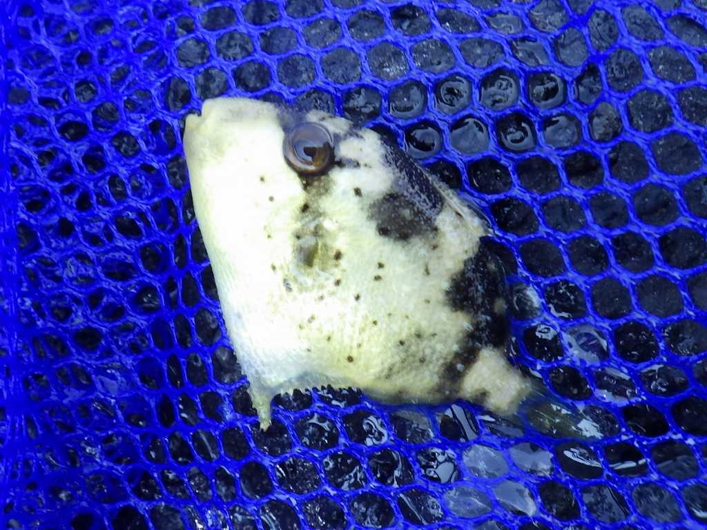 串本磯採集2020年8月下旬49　ゴマモンガラ（Balistoides viridescens）の幼魚