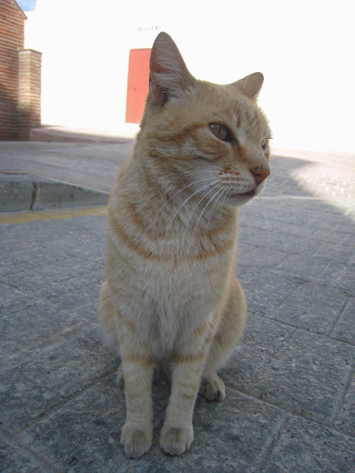 猫 スペイン スペインオオヤマネコ