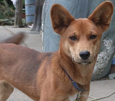 屋久島犬 万年 山猫だより 楽天ブログ