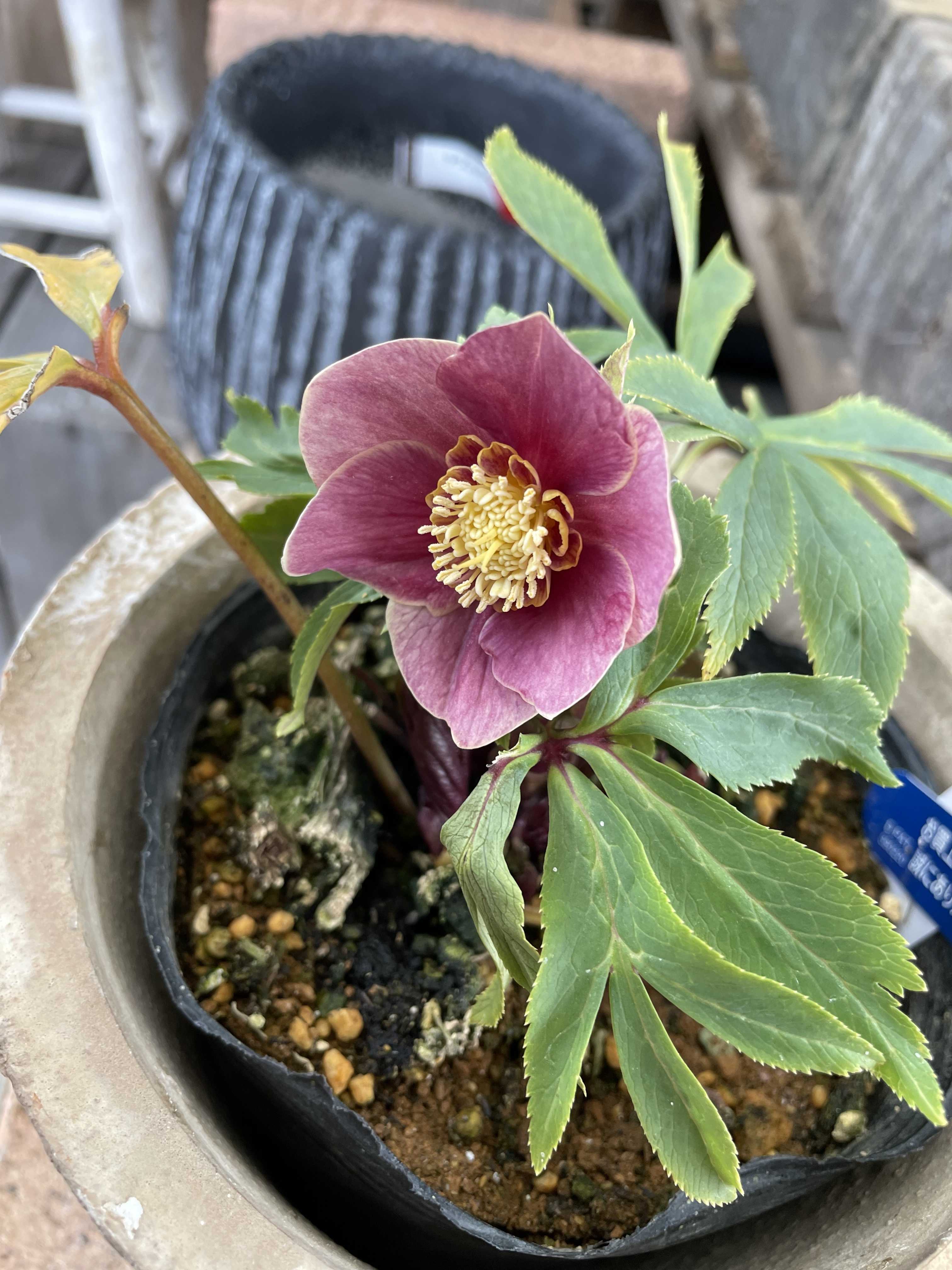 最終値下げ クリスマスローズ ブラック 横山園芸 - 植物/観葉植物