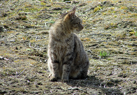 我が家のニャンコ♪2015/2/27-2