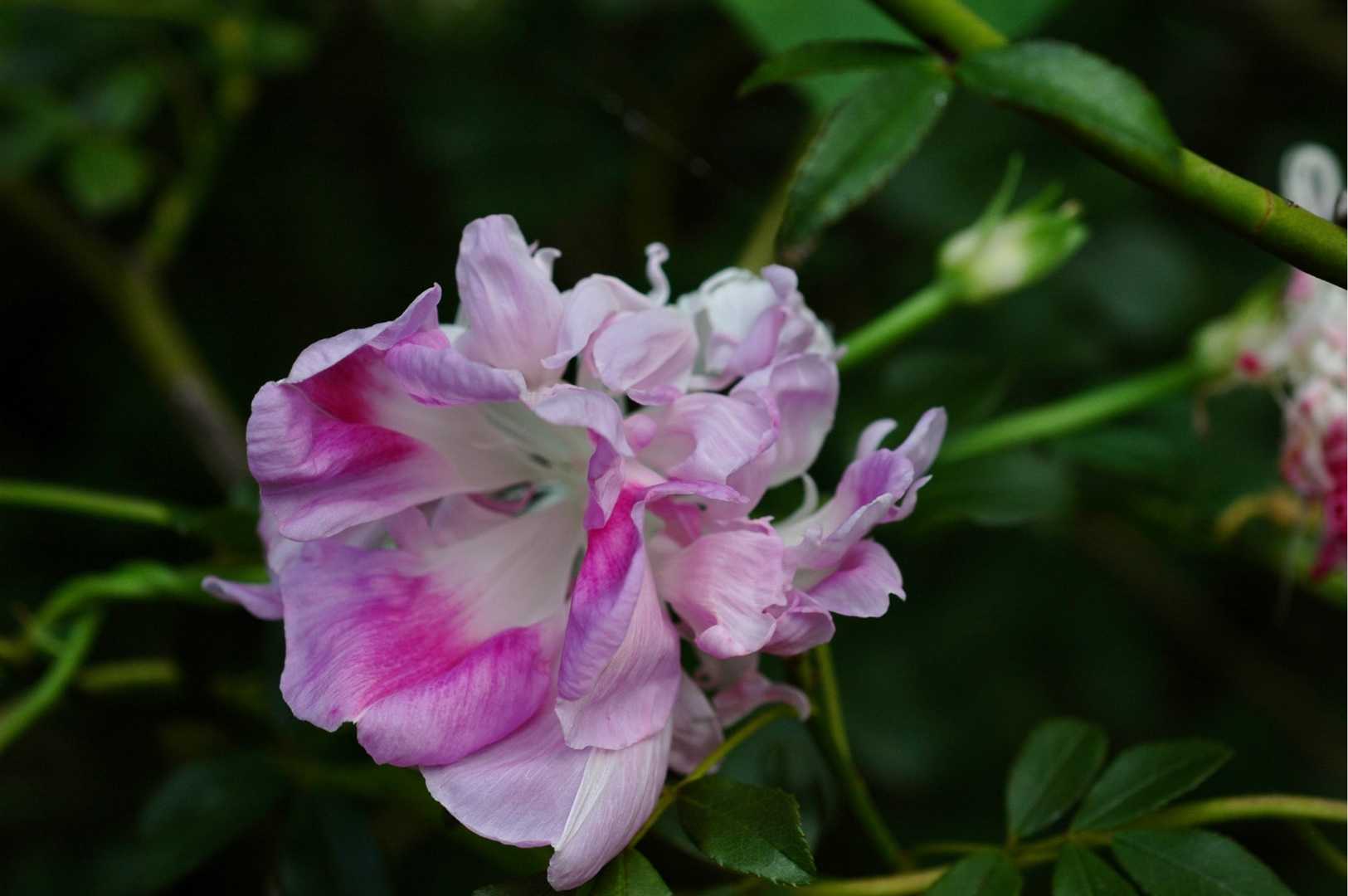 ミレットパープルマジェスティの穂と残念な巨峰 Papuchi Home 楽天ブログ