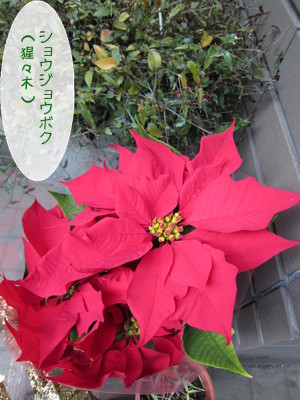 20121214120838_w_300_h_400_2886832.jpg