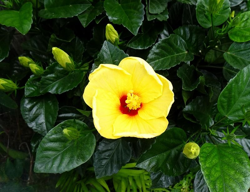 7月17日 今日の一花 ハイビスカス Gazengamaのブログ 散歩中に出合った花と趣味の陶芸作品 楽天ブログ