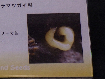 大阪市立自然史博物館2015年7月中旬33　カラマツガイ（Siphonaria japonica）の卵塊