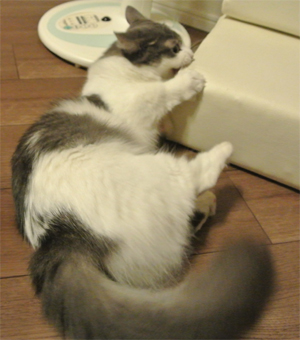 mumu919.jpg