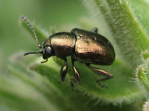 オキシペタラムにとまるドウガネサルハムシ(5月)