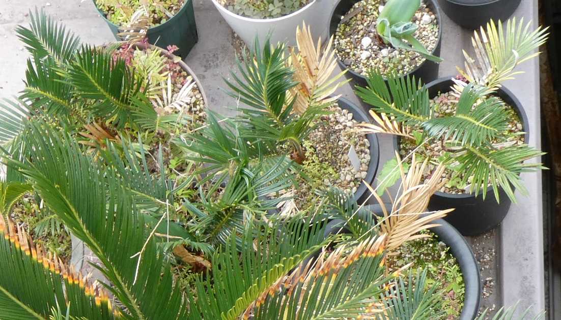 ソテツ～サイカス・レボルタいろいろ・・・ | 小平太1098のブログ