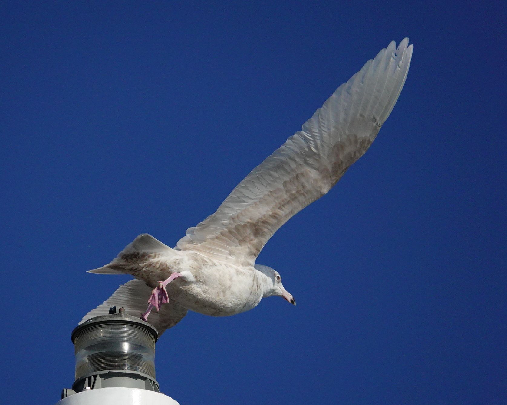カモメ たぶんシロカモメ1 アウトドア親爺の徒然日記 楽天ブログ
