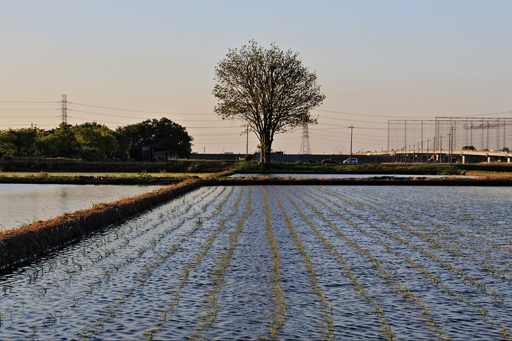 4.水田の風.JPG