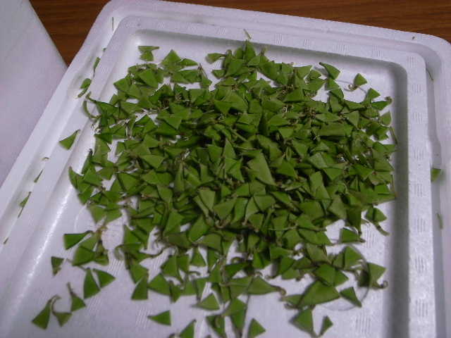 RIMG15272.JPG