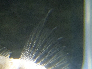 イズハナダイ属（Plectranthias）の種5