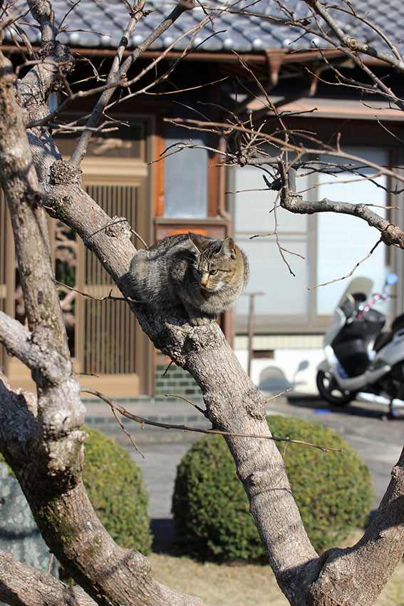 我が家のニャンコ♪2014/12/16-3