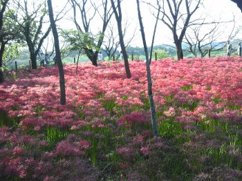 曼珠沙華4.jpg