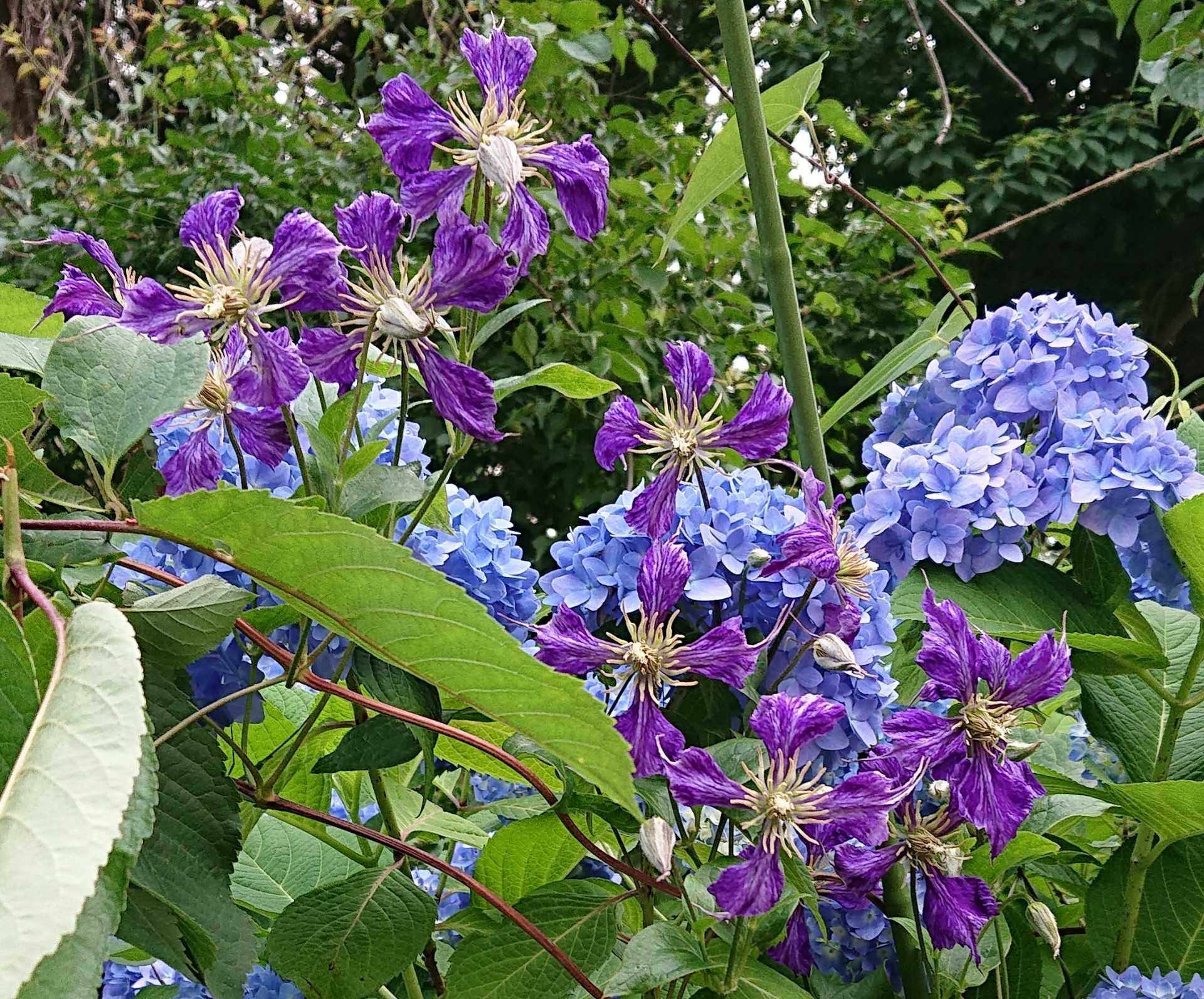 クレマチス タイダイ 咲きました 趣味は園芸だけれども 楽天ブログ