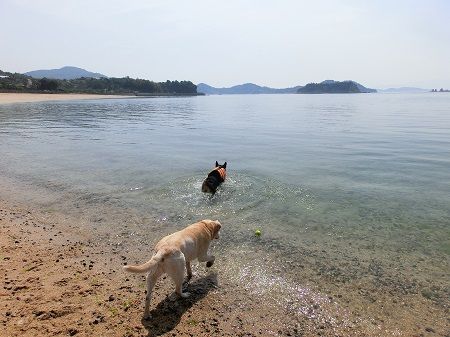 うちの犬 犬の里親募集中 犬たちのレストラン 楽天ブログ